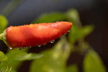 Hungarian Sweet Wax Pepper Seeds known for mild, Sweet Peppers