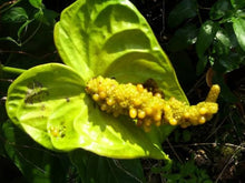 Green Anthurium Seeds (Anthurium andraeanum) known for ornamental Indoor Planting