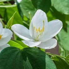 Plant Seeds (Bauhinia acuminata) for a lasting addition to the landscape