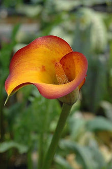Calla Lily Seeds for a lasting display in the Flower Bed & Garden