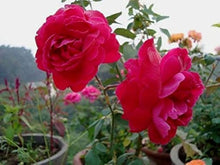 Mini Rose Seeds for a colorful addition to any planting
