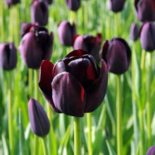 Double Early Tulip Bulbs for seasonal color across the Schoo Variety Spring Flower Beds