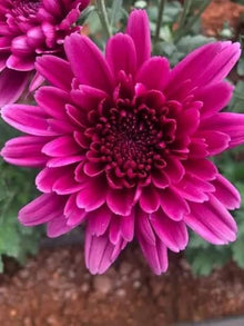 Chrysanthemum Seeds (Chrysanthemum spp.) for a bright addition to the Flower Bed & Urban Garden