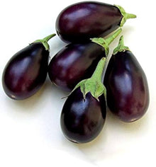 Dusky Eggplant Seeds (Solanum melongena) for productive rows in the vegetable patch and home garden