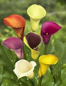 Calla Lily Bulbs (Zantedeschia aethiopica) for a lasting display in the Elegant Flower Indoor Pots