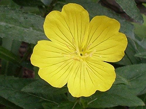 Evening Primrose (Oenothera lamarckiana) seeds for flower bed planting