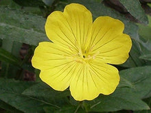 Evening Primrose (Oenothera lamarckiana) seeds for flower bed planting