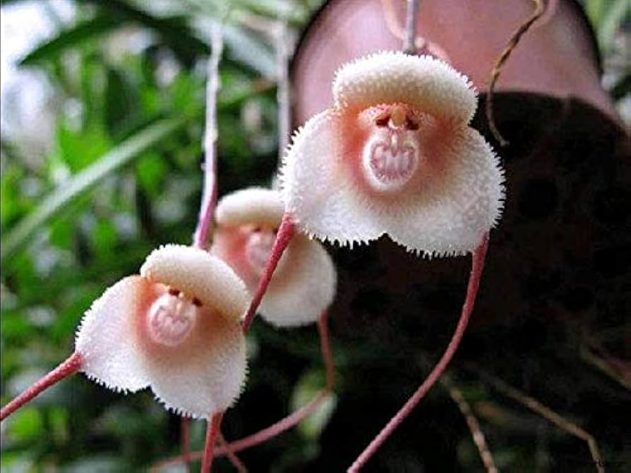 Monkey Face Orchid for planting