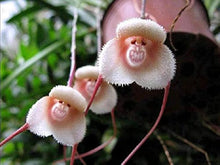 Monkey Face Orchid Psychopsis spp. for planting in orchid garden