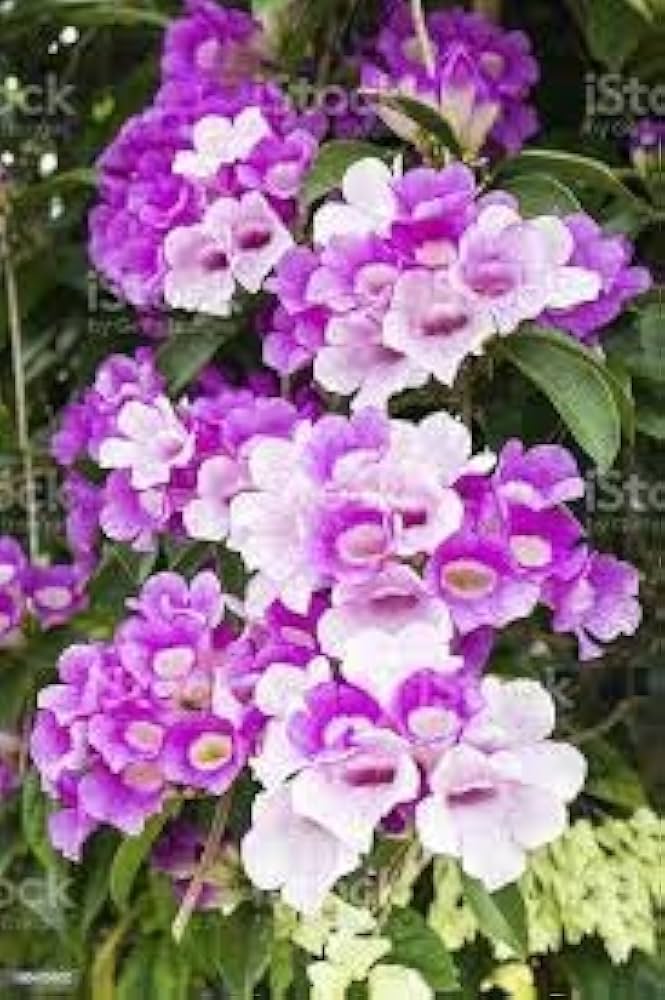 Fresh Garlic Gums Seeds Purple Planter age  Ornamental Garden Plant Premium Quality Seeds