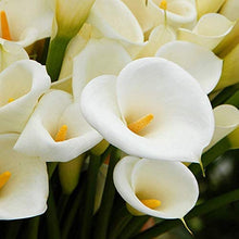 Calla Lily Seeds for a lasting addition to the landscape