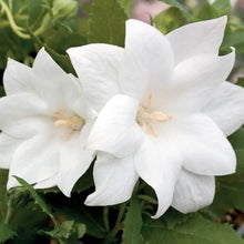 White Balloon Seeds (Platycodon grandiflorus) for colorful blooms in the patio garden flower bed