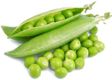 Sweet Broad Pea Seeds for growers stocking the Vegetable & Bonsai Gardens