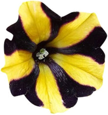 Petunia Flower ��������� Petunia spp. ��������� for planting in black yellow garden