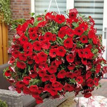 Petunia Seeds for a bright addition to the Red Garden