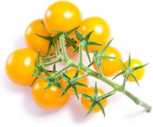 Light Yellow Cherry Tomato (Solanum lycopersicum) for home edible garden use
