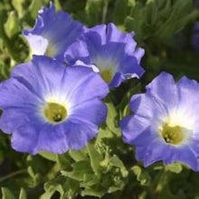 Plant Seeds (Chilean bellflower) for a lasting display in the garden beds or ornamental containers