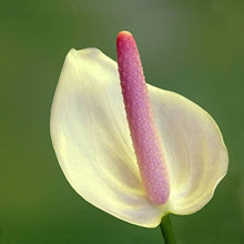 Anthurium Andraeanu Seeds for seasonal color across the home garden flower bed