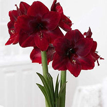 Amaryllis and Barbados Lily Seeds (Hippeastrum spp.) for a lasting display in the indoor pots or home garden