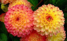 Dahlia Dahlia Pinnata White & Red Rare Seeds for a lasting addition to the Outdoor Gardens