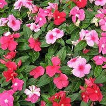 Indigo Rose Organic Tomato Seeds for growers stocking a kitchen garden