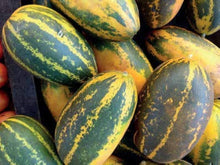Chinese Yellow Cucumber Seeds for growers stocking a kitchen garden