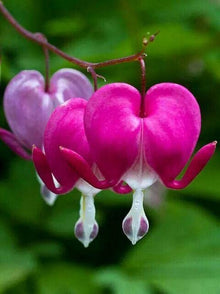 Bleeding Heart Seeds (Dicentra spectabilis) for seasonal color across the flower beds and woodland gardens
