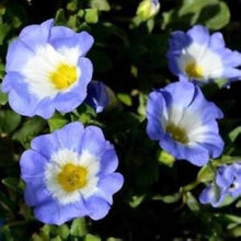 Plant Seeds (Chilean bellflower) for a lasting display in the garden beds or ornamental containers