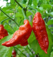 Yellow Gourmet Jigsaw Pepper Seeds (Capsicum annuum) for productive rows in the home garden planting and unique chili varieties