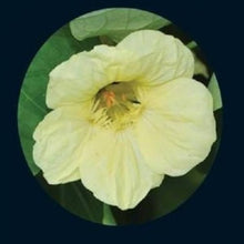 Nasturtium Yetti Creamy White Seeds for reliable seasonal color