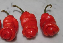 Red Peter Pepper Seeds (Capsicum annuum) for growers stocking the spicy kitchen garden and unique heirloom varieties