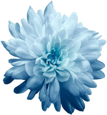 Chrysanthemum Seeds for reliable seasonal color