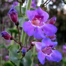 Blue Penstemon Heterophyllus Seeds for reliable seasonal color