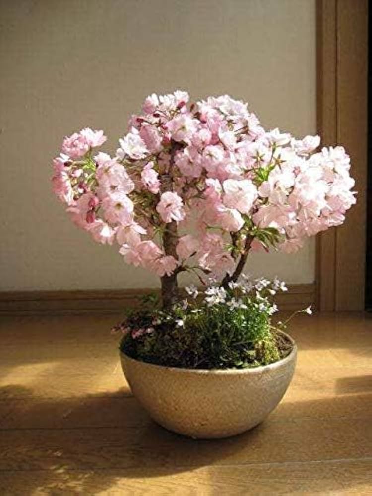 Cherry Blossom Prunus Serrulata Japanese Sakura Flower Seeds for Planting – Ideal for Home Garden and Landscaping