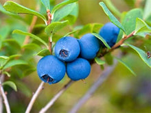 Blueberry Seeds (Vaccinium corymbosum) for growers planting the backyard garden or edible landscape