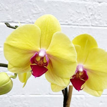 Hydroponic Phalaenopsis Orchid Plant Seeds for gardeners building out beds and borders
