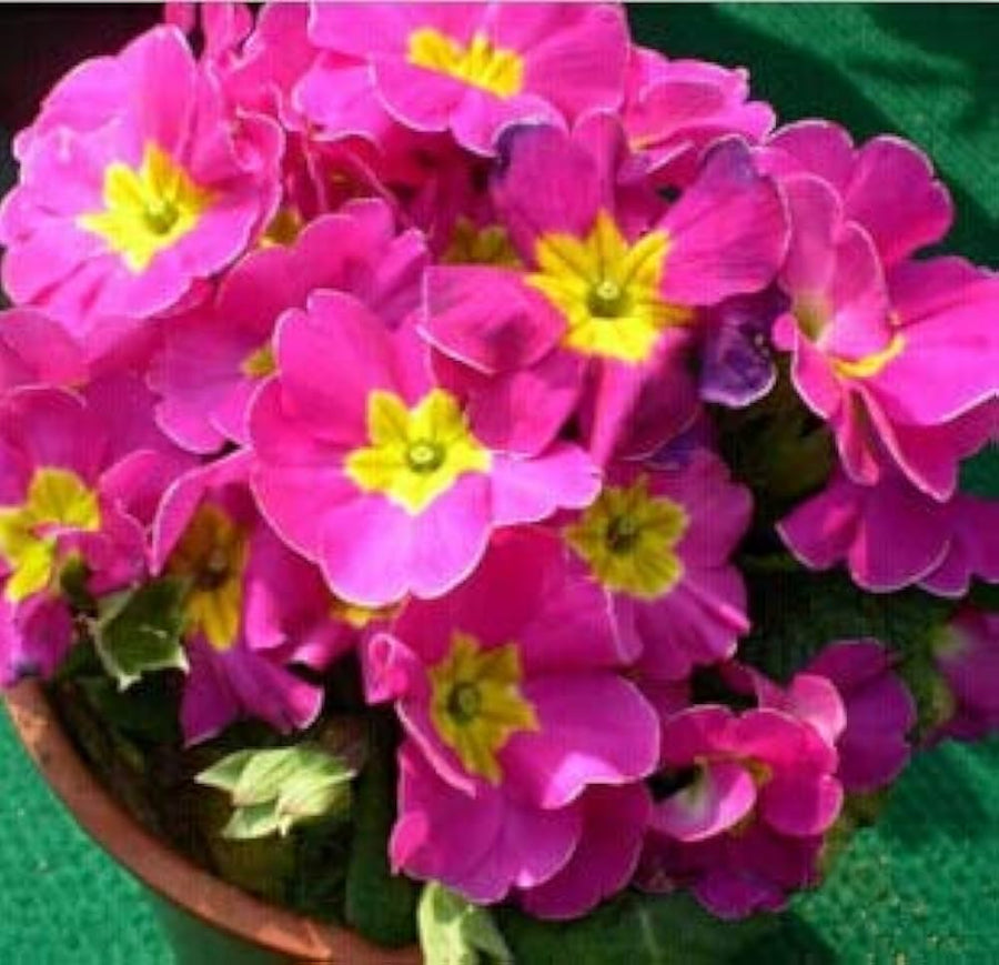 Double Blossom Primrose Primula vulgaris for planting in flower bed