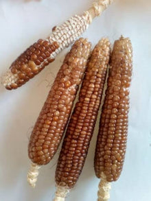 Sorvanets F1 Cucumber Seeds for a productive addition to the vegetable patch