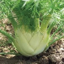 Green Fennel Plants for cooks growing their own fresh herbs