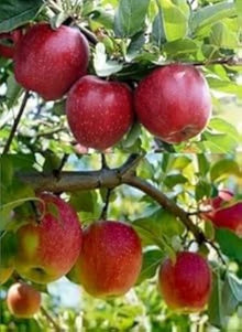 Apple Seeds (Domestica orchard) for sweet homegrown fruit in the Malus home garden