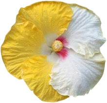Hibiscus Rosa-Sinensis Rare Yellow White Seeds for a bright addition to the Unique Garden Displays