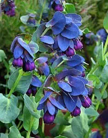 Shrimp Plant Seeds (Justica brandegeeana) for a bright addition to the Flower Bed & Garden