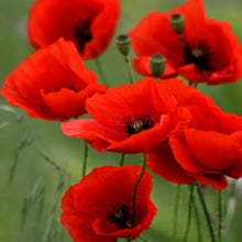 Poppy Seeds (Papaver somniferum) for a bright addition to the wildflower gardens and meadows