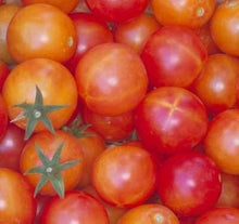 Isis Candy Tomato Seeds for a productive addition to the vegetable patch