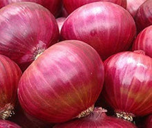 Onion Seeds (Allium cepa) for growers stocking the Red Wheat Variety in Kitchen Garden