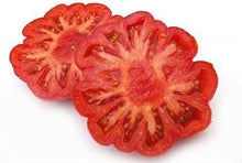 Costoluto Fiorentino Tomato Seeds for growers stocking a kitchen garden