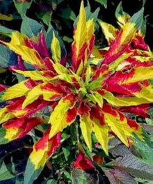 Amaranthus Seeds (Amaranthus tricolor) for a lasting display in the Tricolor Perfecta in Kitchen Garden