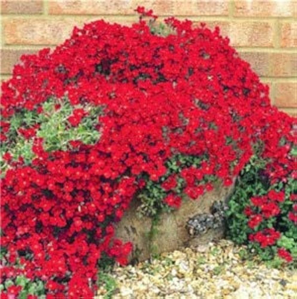 Rock Cress Cascading Red Perennial Plant - for planting in home garden