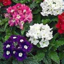 Verbena Mixed Colors Seeds for a colorful addition to any planting