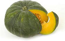 Connecticut Field Pumpkin Seeds (Cucurbita pepo) known for carving or pie